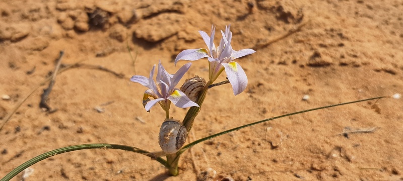 קובץ:2025-03-14T13 30 58.385603294894.jpg