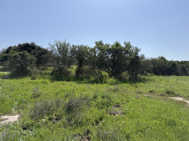 קובץ:2025-03-15T11 16 25.973498980223.jpg