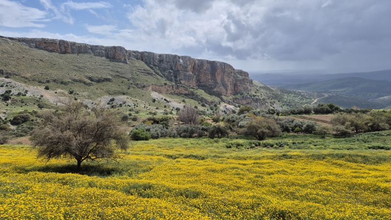 קובץ:2025-03-20T12 41 13.764936880942.jpg