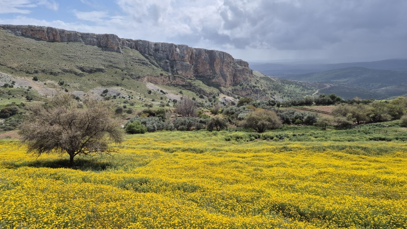 קובץ:2025-03-20T12 41 24.26179383745.jpg