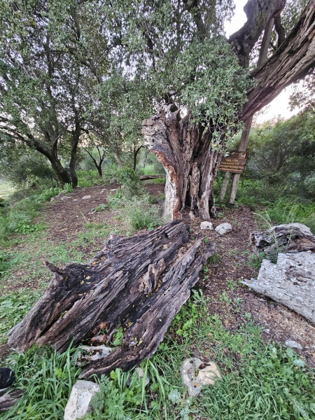 קובץ:2025-03-22T17 49 44.703459476286.jpg