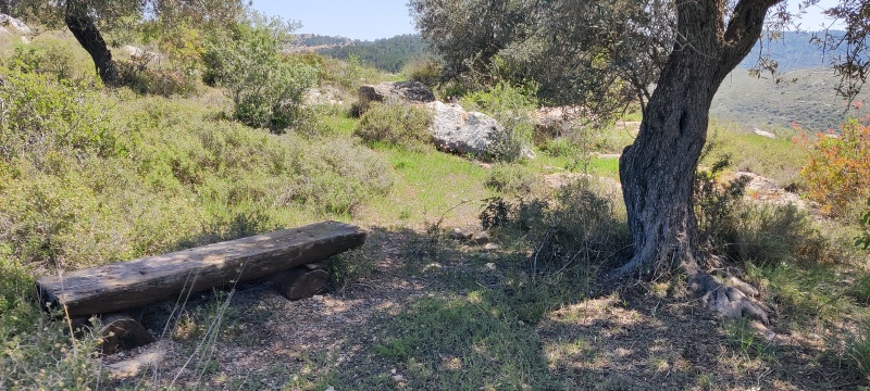 קובץ:2025-03-24T11 30 26.059121839131.jpg