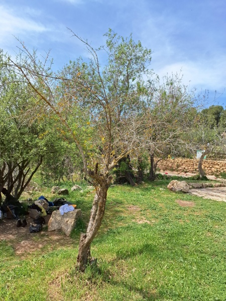 קובץ:2025-03-26T11 32 21.506367624170.jpg