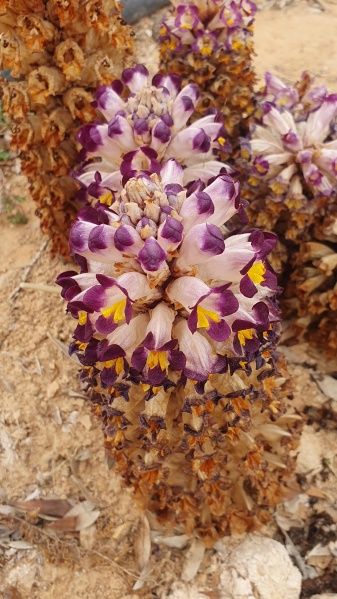 קובץ:2025-03-29T12 43 11.075976728301.jpg