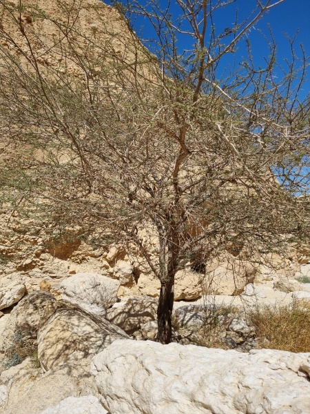 קובץ:2025-03-30T14 43 43.839074631568.jpg