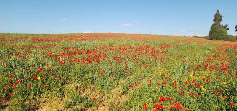 קובץ:2025-03-30T16 28 49.755907280659.jpg