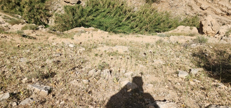 קובץ:2025-03-31T11 07 52.993124496805.jpg