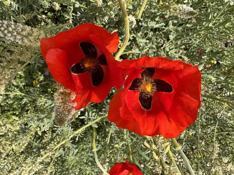 קובץ:2025-04-01T11 14 42.030767864591.jpg