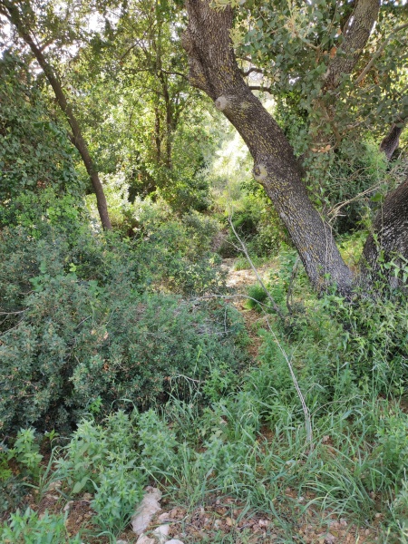 קובץ:2025-04-05T17 03 35.183918799429.jpg