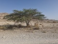 תמונה ממוזערת לגרסה מתאריך 05:22, 7 באפריל 2025