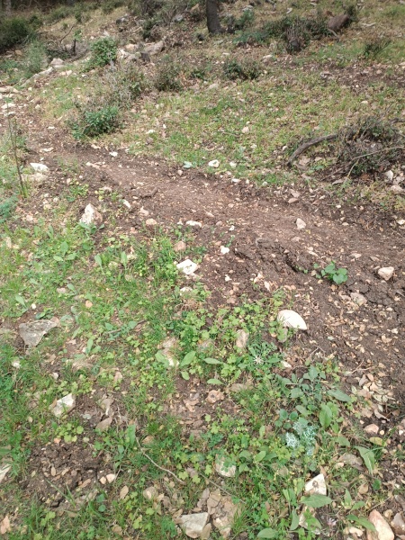 קובץ:2025-04-09T15 49 31.164134638610.jpg