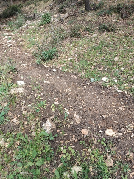 קובץ:2025-04-09T15 49 48.690563673551.jpg