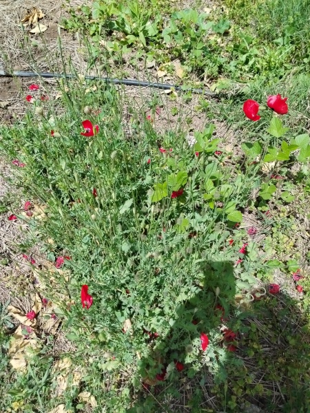 קובץ:2025-04-14T12 30 20.275445781279.jpg