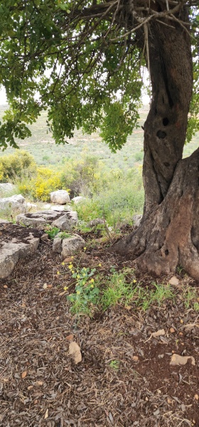 קובץ:2025-04-14T13 33 30.665280349058.jpg