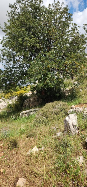 קובץ:2025-04-14T13 39 29.084615635540.jpg