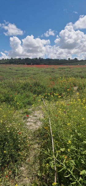 קובץ:2025-04-14T13 57 30.811827741985.jpg