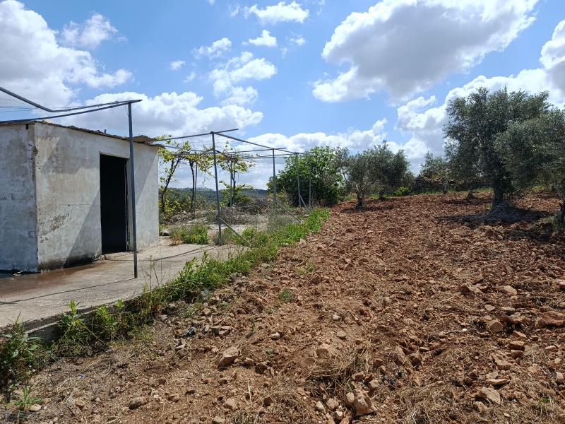 קובץ:2025-04-15T10 51 27.417495617250.jpg