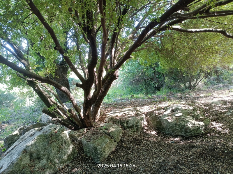 קובץ:2025-04-15T15 26 39.922154716752.jpg