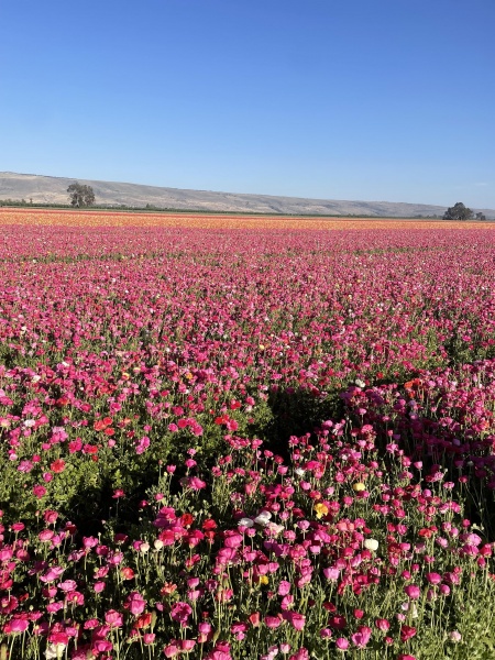 קובץ:2025-04-15T17 35 00.972015696774.jpg