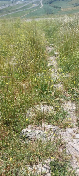 קובץ:2025-04-16T11 41 08.037245274513.jpg