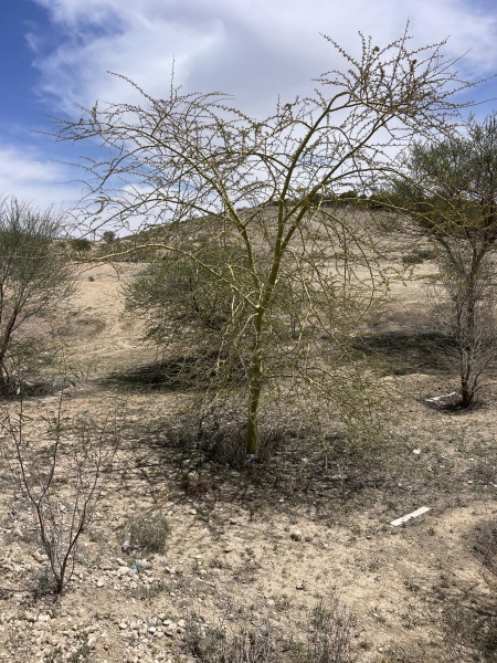 קובץ:2025-04-16T12 49 55.916619633334.jpg