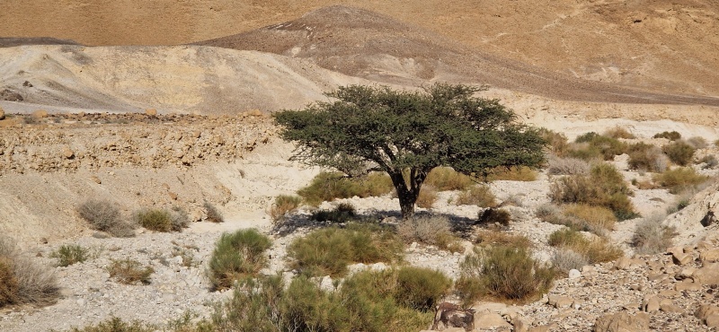 קובץ:2025-04-16T16 36 25.097022287902.jpg