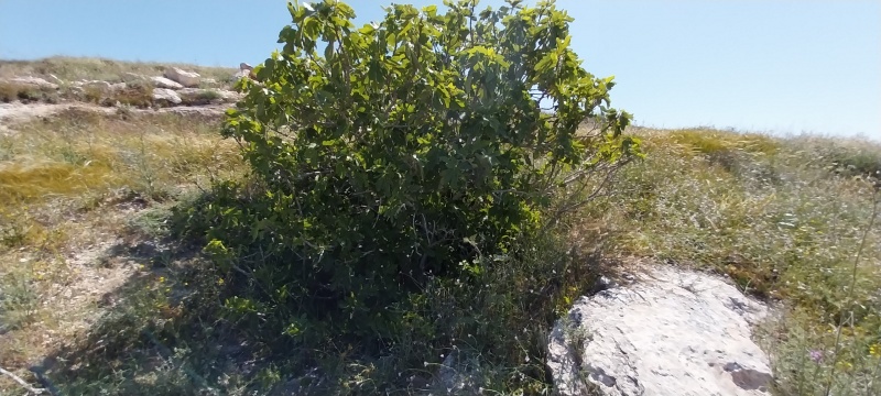 קובץ:2025-04-17T10 40 49.731285621881.jpg