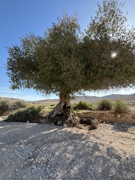 קובץ:2025-04-18T23 52 09.147619315427.jpg