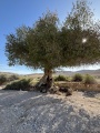 תמונה ממוזערת לגרסה מתאריך 20:31, 18 באפריל 2025