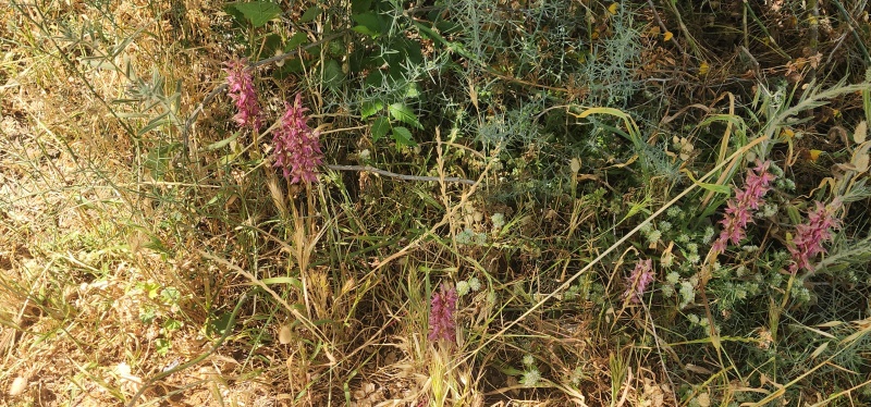 קובץ:2025-04-20T10 27 40.082871285735.jpg