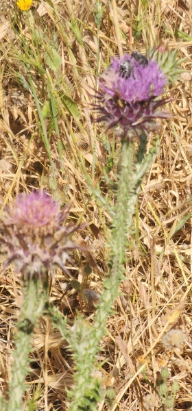 קובץ:2025-04-20T10 50 19.744917492332.jpg