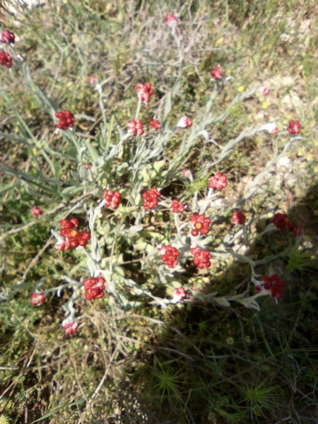 קובץ:2025-04-20T13 40 32.635420780449.jpg