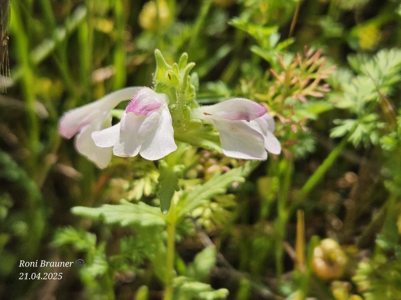 קובץ:2025-04-21T09 59 02.257329631037.jpg