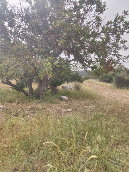 קובץ:2025-04-22T09 27 42.388548925365.jpg