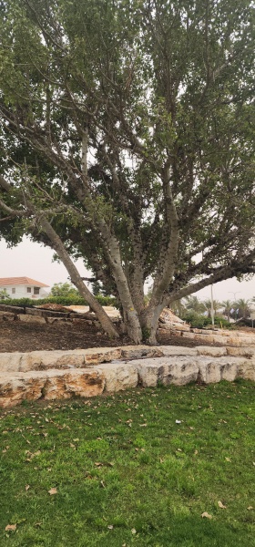 קובץ:2025-04-23T13 39 15.879585710997.jpg