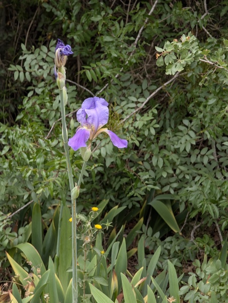 קובץ:2025-04-24T16 38 03.448914326995.jpg