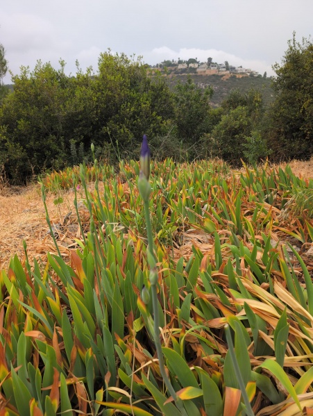 קובץ:2025-04-24T16 39 09.605789995183.jpg