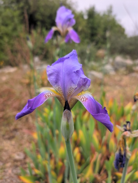 קובץ:2025-04-24T17 09 46.770633245998.jpg