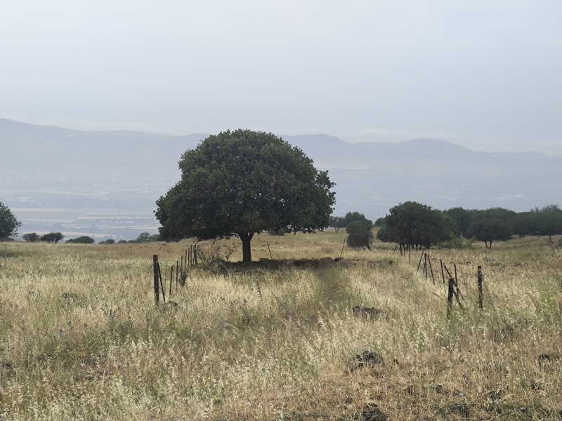 קובץ:2025-04-24T17 40 00.622089831255.jpg