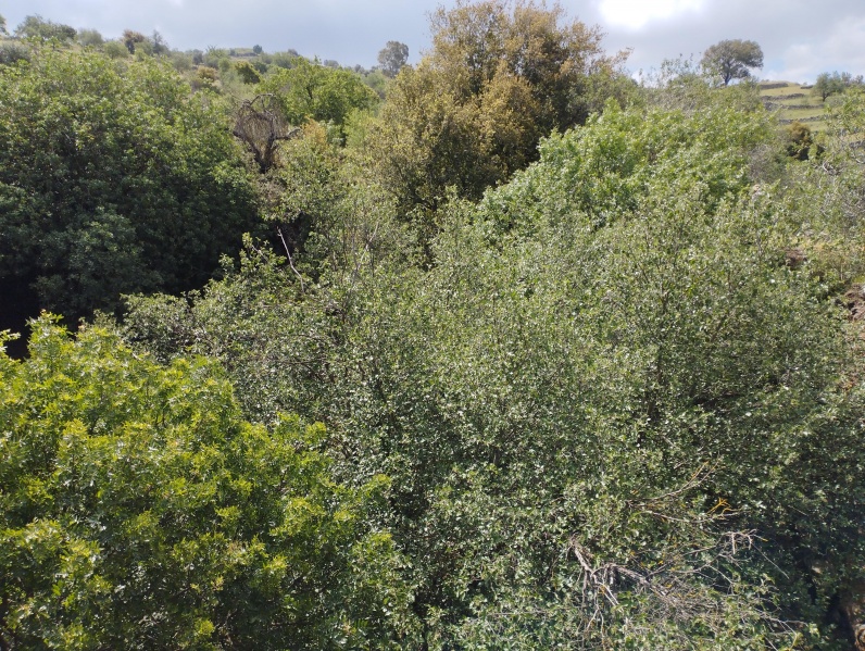 קובץ:2025-04-25T10 39 27.579701471995.jpg