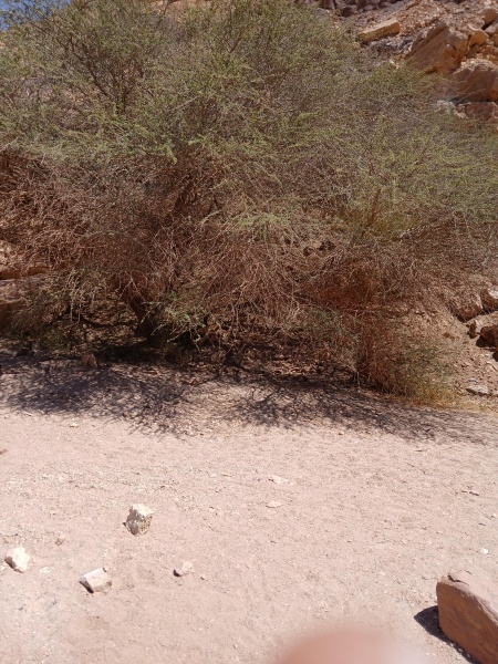 קובץ:2025-04-25T11 15 53.840368428626.jpg