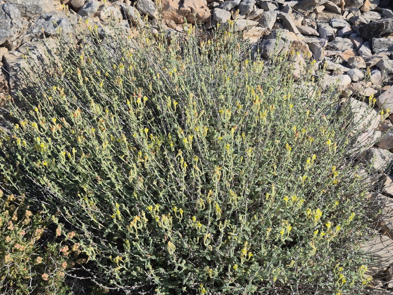 קובץ:2025-04-26T07 47 08.956964410626.jpg