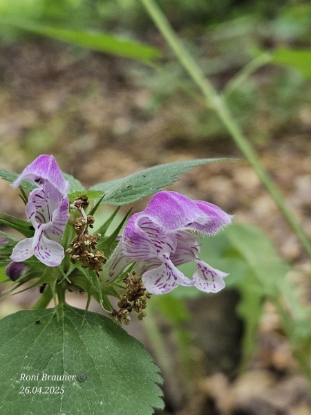 קובץ:2025-04-26T13 36 25.999030728486.jpg
