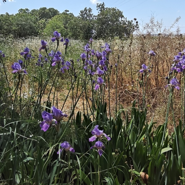 קובץ:2025-04-26T13 47 35.375858717787.jpg