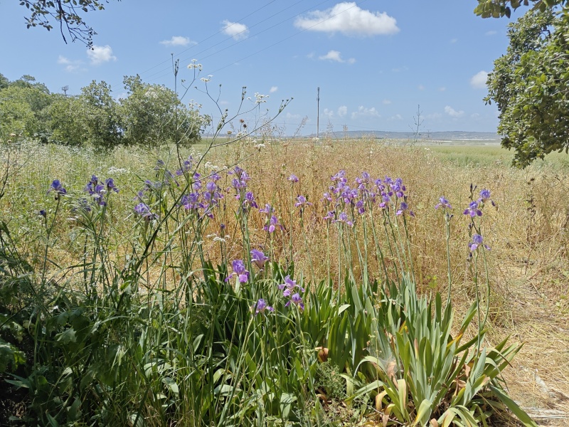 קובץ:2025-04-26T13 48 07.282035790793.jpg