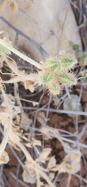 קובץ:2025-04-27T11 45 39.232302602283.jpg