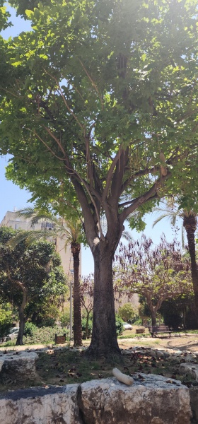 קובץ:2025-04-28T13 09 05.731066666525.jpg