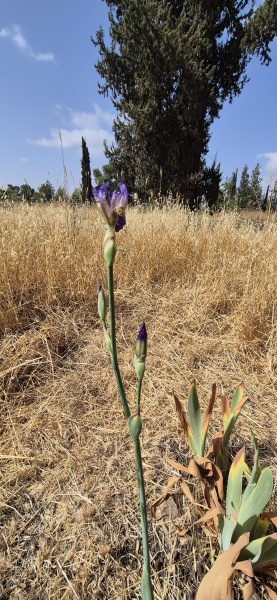 קובץ:2025-05-01T09 32 50.116558630902.jpg