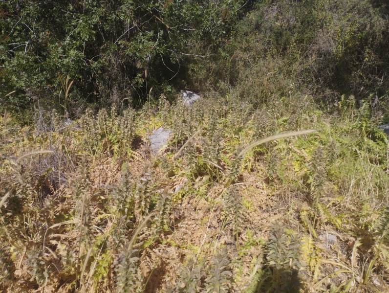 קובץ:2025-05-02T17 43 27.200226148945.jpg