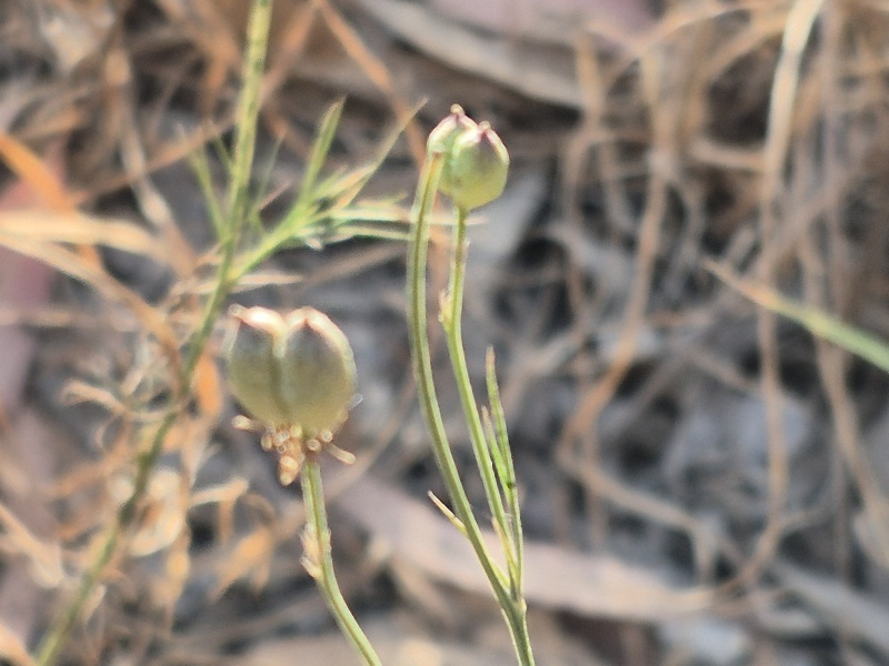 קובץ:2025-05-03T07 08 12.837045414612.jpg
